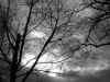 tree_grey.jpg (83239 bytes)