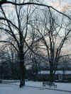 trees_snow.jpg (112092 bytes)