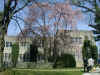 spring_bloom.jpg (74941 bytes)