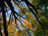 fall_c3.jpg (78326 bytes)